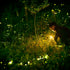 How to Photograph Fireflies