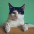 How To Make A Photo Book For Cat Lovers